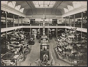 Display of animals in McCoy Hall, National Museum, Melbourne