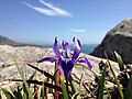 Douglas iris fort ross california