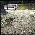 Duck at Tilles Park, St. Louis County, Missouri