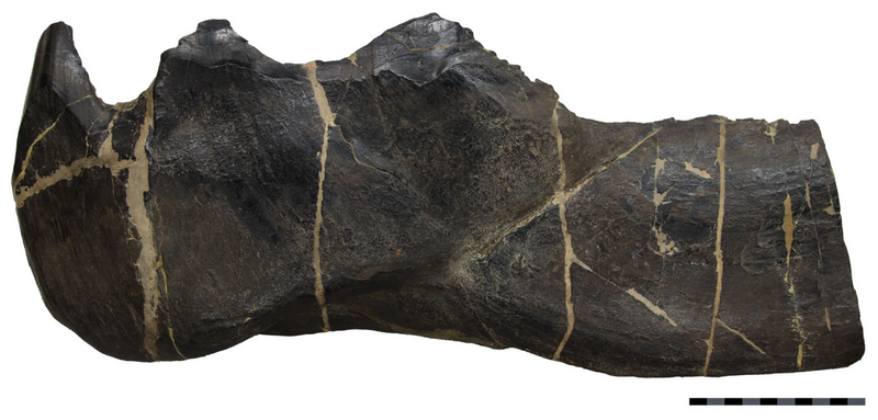 Dunkleosteus terrelli CMNH 5936