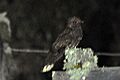 Dusky Nightjar