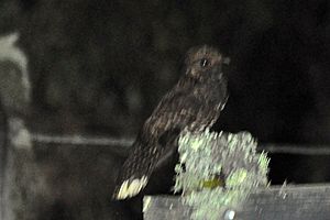 Dusky Nightjar