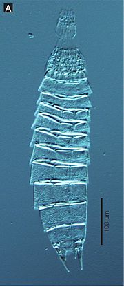Echinoderes hwiizaa