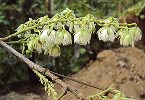 Elaeocarpus serratus 16