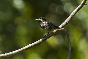 Elegant Tit.jpg