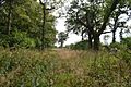 Elsenham Woods, Plegdon Wood 3