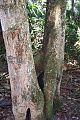 Endiandra sieberi Wyrabbalong National Park1