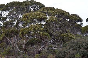 Eucalyptus gracilis 1.jpg