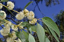 Eucalyptus notabilis buds