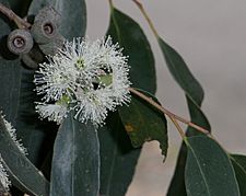 Eucalyptus obliqua buds