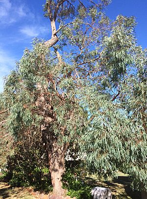 Eucalyptus radiata - street tree
