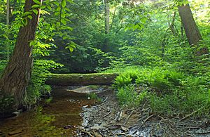 Flickr - Nicholas T - Tionesta Research Natural Area (Revisited) (1)