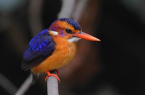 Flickr - Rainbirder - African pygmy-kingfisher (Ceyx pictus)