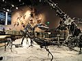 Fossil displays - Natural History Museum of Utah - DSC07215