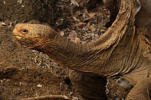 Galápagos tortoise (4229030962).jpg
