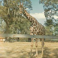 Giraffe at Louisiana Purchase Gardens and Zoo