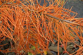 Glyptostrobus pensilis - Oregon Garden - Silverton, Oregon - DSC00136