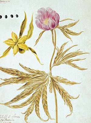 Gmelin - Flora Sibirica - Paeonia anomala L