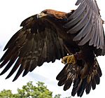 Golden Eagle in flight - 5.jpg
