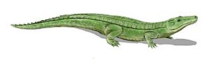 Goniopholis BW