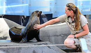 Gordo, Australian fur seal at Melbourne Zoo
