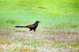 Greater Coucal 3