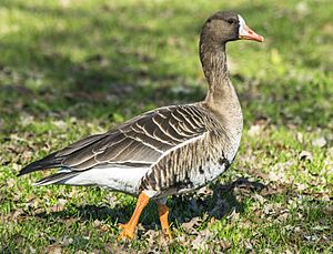 Greater white-fronted goose (cropped)