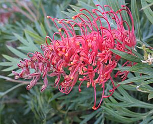 Grevillea Molly Oldes 3 smaller
