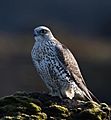Gyr falcon - Falco rusticolus - Fálki 2