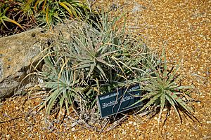 Hechtia carlsoniae - Marie Selby Botanical Gardens - Sarasota, Florida - DSC01278.jpg