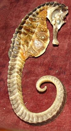 Hippocampus abdominalis by Zureks