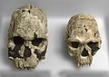 Homo rudolfensis (KNM-ER 1470 cast) and Homo habilis (KNM-ER 1813 cast) at Göteborgs Naturhistoriska Museum 8595