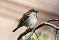 House sparrow (75133)