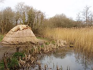 Hunter gatherer's camp at Irish National Heritage Park - geograph.org.uk - 1252699