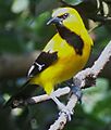 Icterus nigrogularis 2