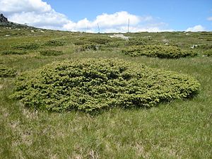 JuniperusCommunisAlpina