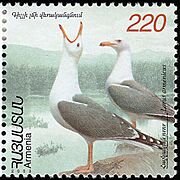 Larus armenicus stamp