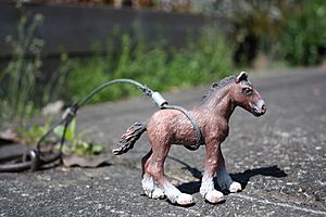 Little horse, Portland, Oregon