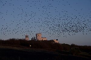 Lizard Lighthouse