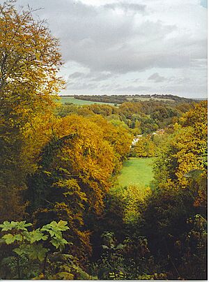 Looking Down the Zig-Zag Walk, Selborne Hanger. - geograph.org.uk - 179853