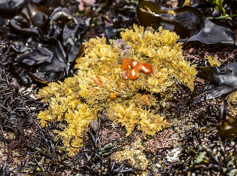 Loxorhynchus crispatus (Masking Crab)