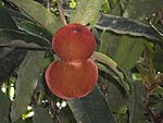 Mabolo (Diospyros blancoi) fruit