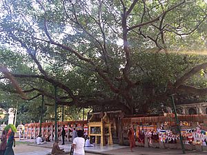 Maha Bodhi tree 2