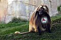 Male Gelada