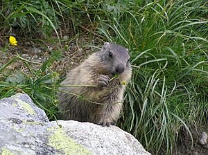 Marmot young1