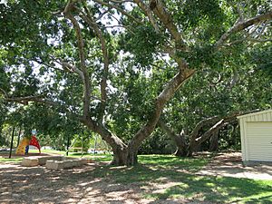 Mature fig trees in NE corner of grounds (2015)