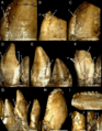 Mesial dentary teeth of Segnosaurus