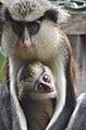 Mona monkey and baby
