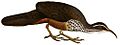 Monias benschi 1912 white background