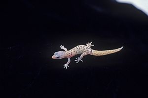 Monito gecko Salamanquita de Monito (5840026661).jpg